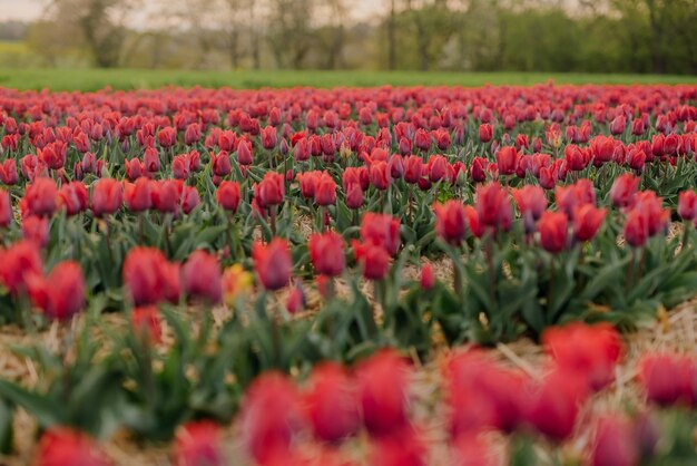 Vue rapprochée des tulipes rouges dans le champ