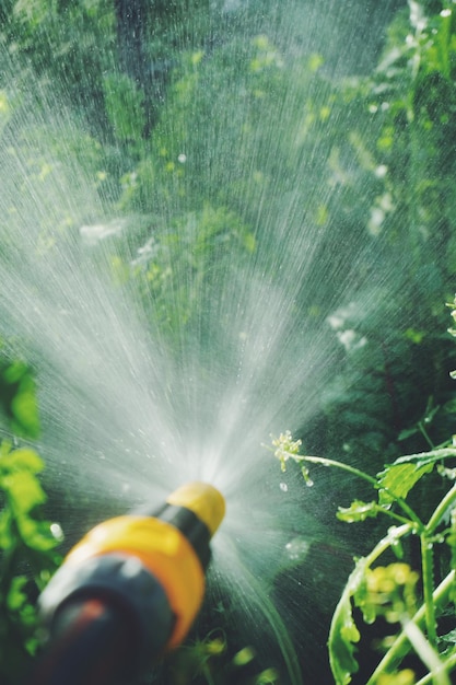 Vue rapprochée d'un tuyau de jardin pulvérisant de l'eau sur les plantes