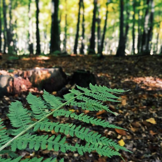 Photo vue rapprochée de l'usine dans la forêt