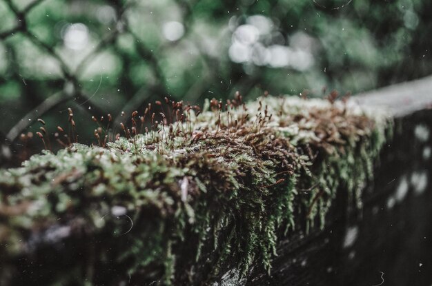 Photo vue rapprochée de l'usine humide pendant la saison des pluies