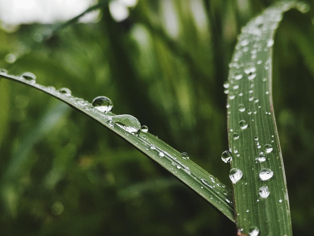 Vue rapprochée de l'usine humide pendant la saison des pluies