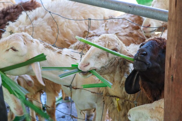 Photo vue rapprochée de l'usine qui se nourrit d'animaux