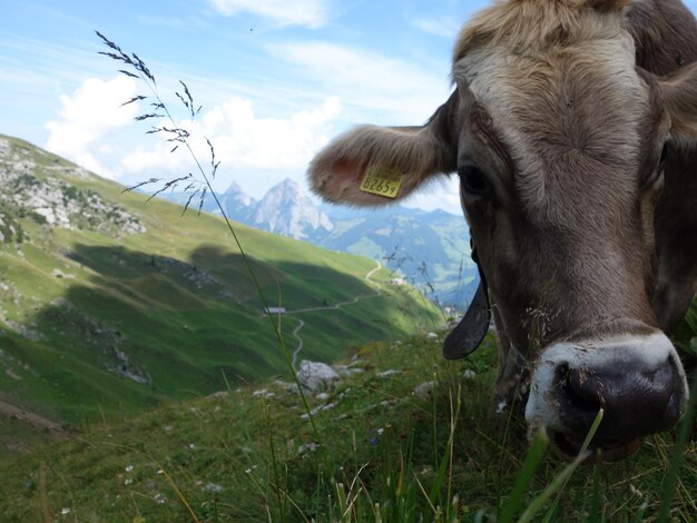 Photo vue rapprochée d'une vache sur le champ contre le ciel