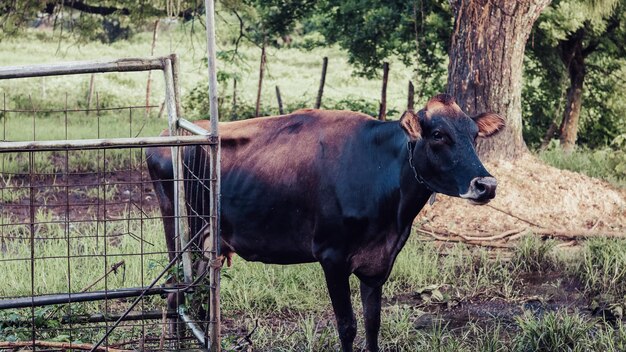 Vue rapprochée de la vache sur le champ