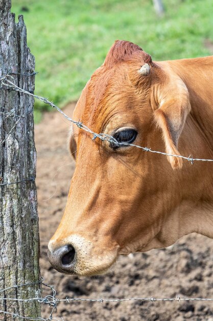 Photo vue rapprochée d'une vache sur le champ