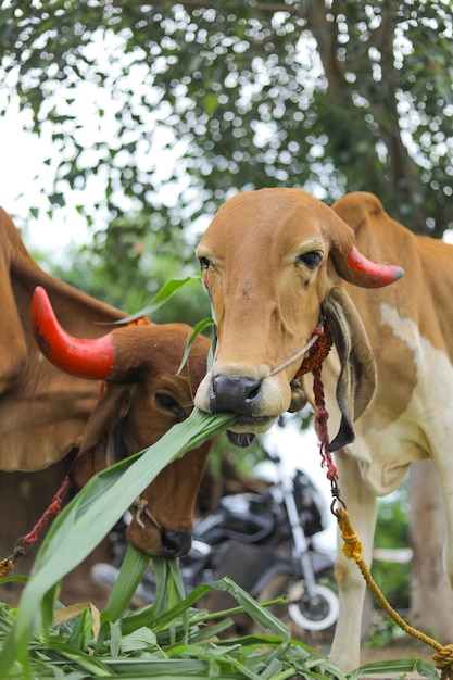 Vue Rapprochée De La Vache Indienne Mange De L'herbe