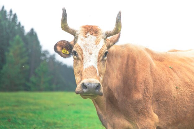 Vue rapprochée de la vache jaune avec corne dans un pré vert avec des tons de mauvaise humeur