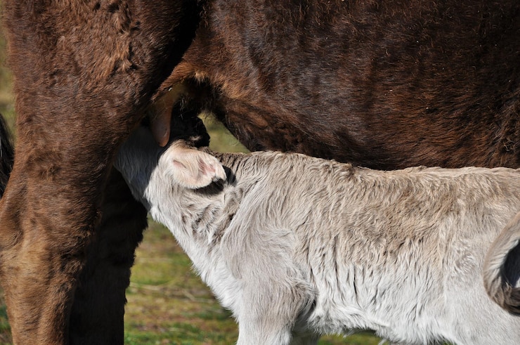 Photo vue rapprochée d'une vache et d'un veau