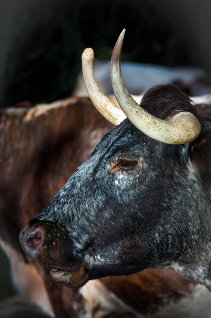 Photo vue rapprochée de la vache