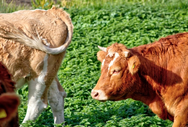 Vue rapprochée de la vache