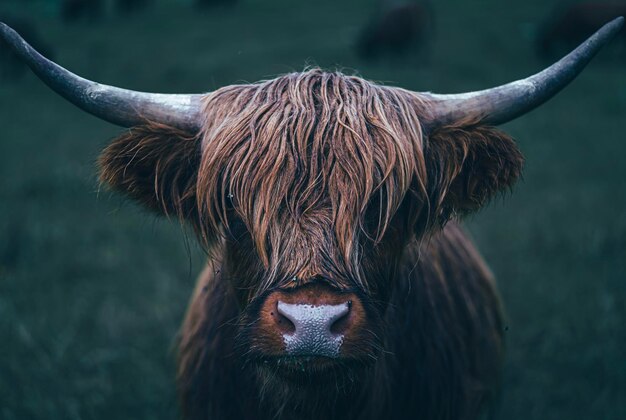 Vue rapprochée de la vache