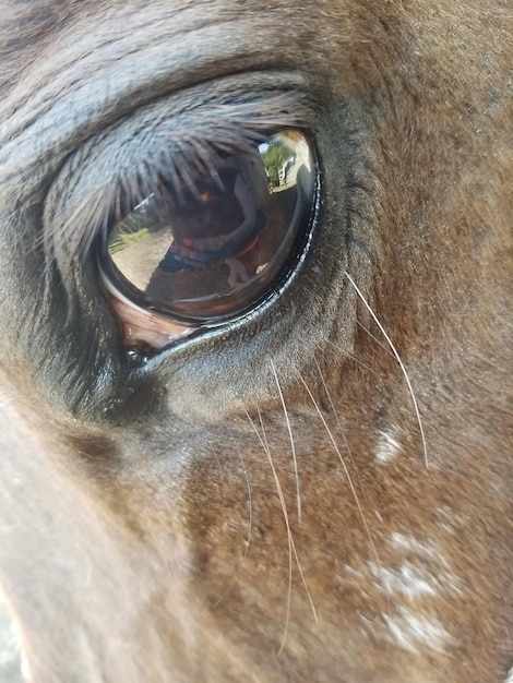 Photo vue rapprochée de la vache