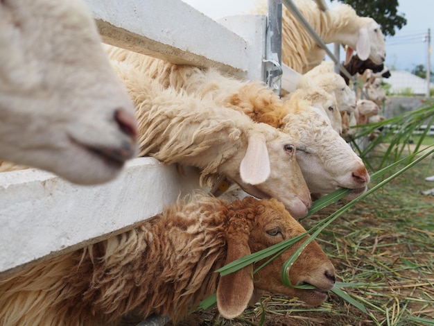 Vue rapprochée de la vache