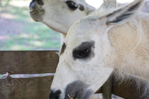 Vue rapprochée de la vache