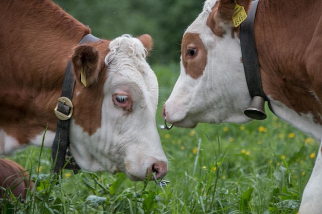 Photo vue rapprochée des vaches sur le champ