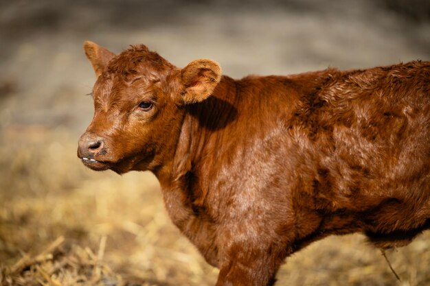 Photo vue rapprochée d'un veau, d'une jeune vache, d'un animal domestique debout dans une stalle