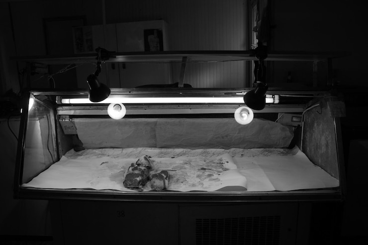 Photo vue rapprochée de la viande dans une vitrine d'une boucherie