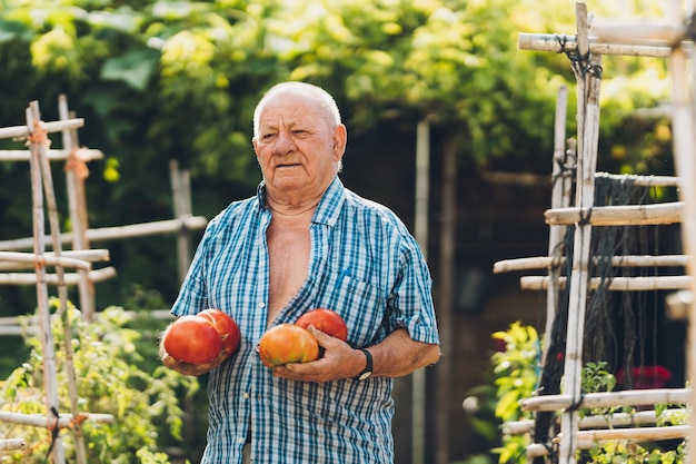 Vue rapprochée d'un vieil homme tenant de grosses tomates fraîchement récoltées dans un potager. Senior homme debout tenant de grosses tomates.