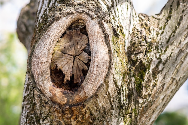 Vue rapprochée de la vieille branche d'arbre coupée.