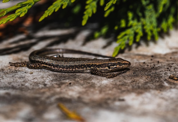 Vue rapprochée d'un vilain lézard