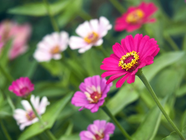 Vue rapprochée de la zinnia rose en fleurs dans le parc