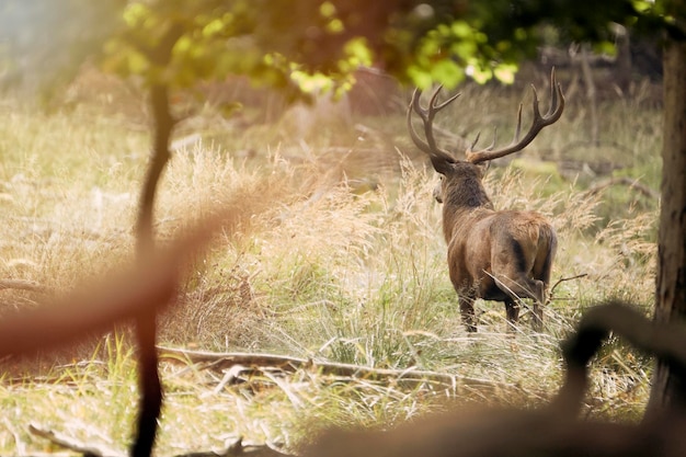 Vue rare de cerfs