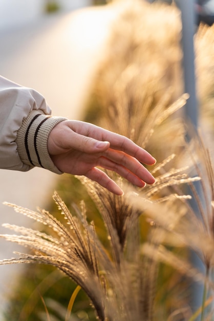 Vue recadrée de la femelle marchant dans le champ de blé au début de septembre Main touchant des épillets d'or de blé Doigts glissant