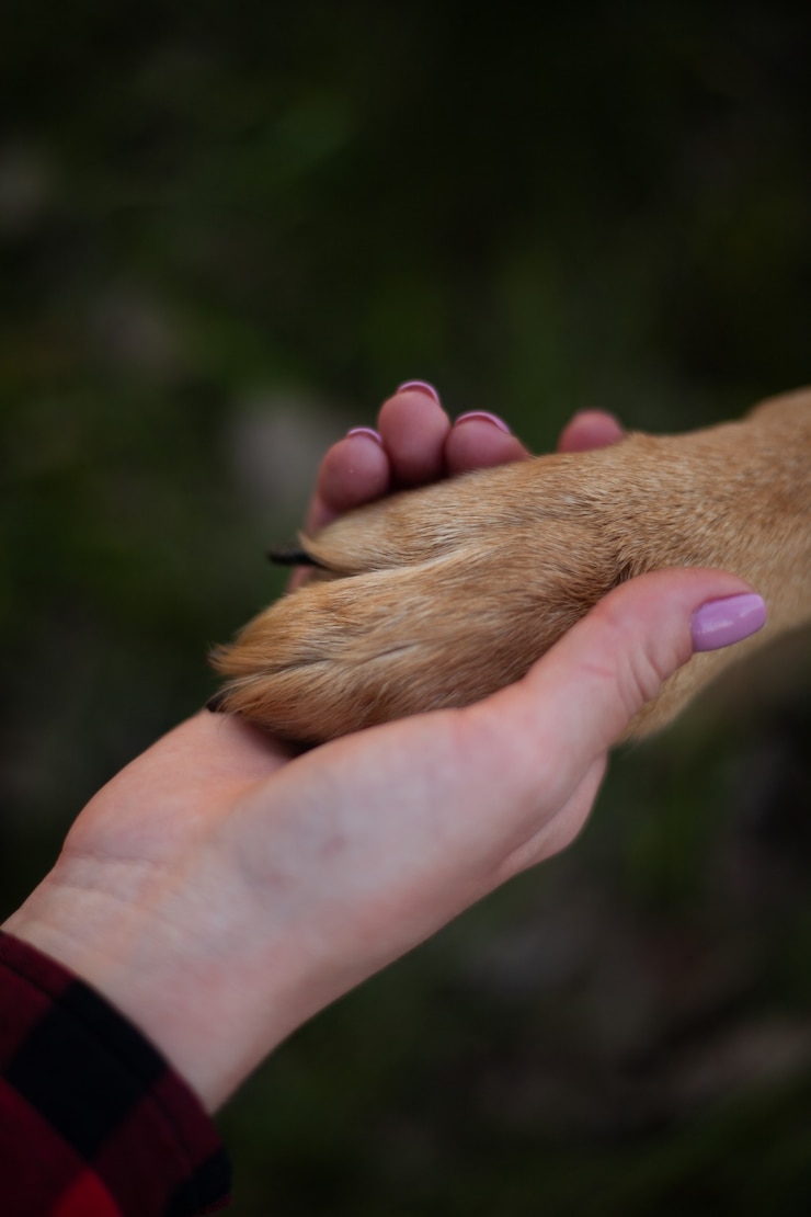 Photo vue recadrée de fille tenant la patte de chien, concept d'amitié