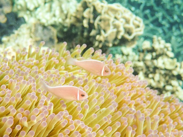 Vue des récifs coralliens et des poissons