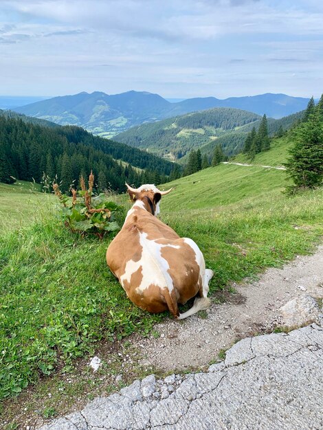 Photo vue d'un reptile sur une montagne