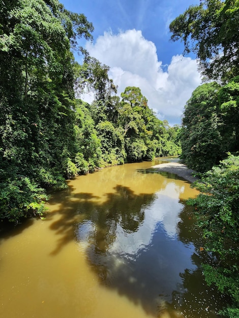 Photo vue sur la rivière danum dans la forêt tropicale de la vallée de danum lahad datu sabah bornéo malaisie