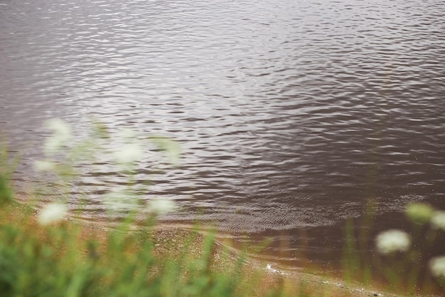 Photo vue sur la rivière à travers les fleurs sauvages