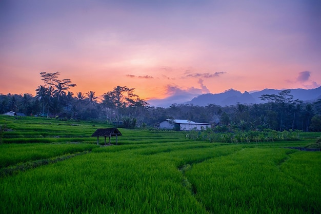 Vue sur la rizière avec coucher de soleil et couleur verte