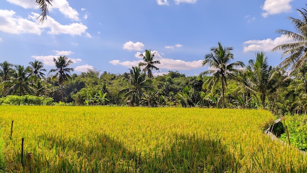 Vue sur les rizières en Indonésie