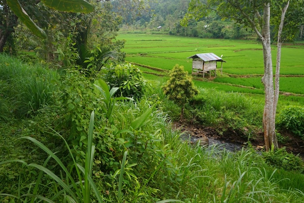 vue des rizières et des maisons de rizière sur la colline