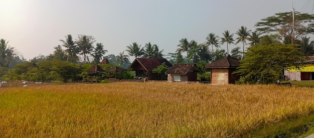 Vue sur les rizières avec des maisons traditionnelles sur fond de rizières prises à distance