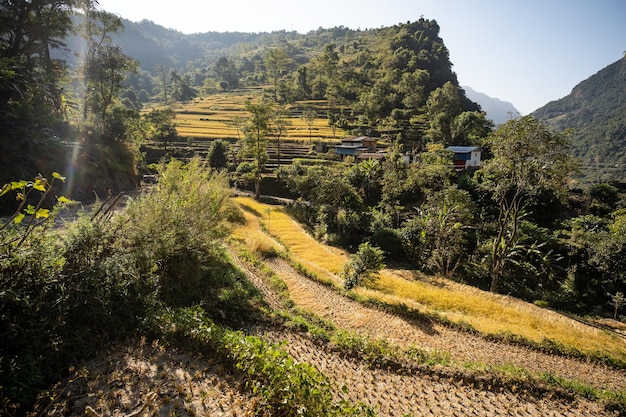 Vue sur les rizières en terrasses rurales dans les montagnes d'Asie