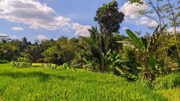 vue sur les rizières vertes avec des arbres en indonésie