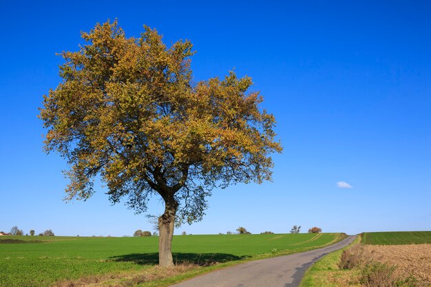 Vue de la route avec arbre sur une journée ensoleillée à l'automne