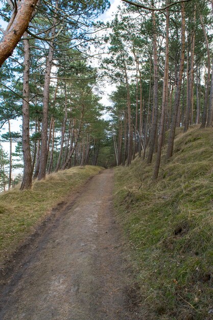 Vue de la route forestière dans le fond de la forêt de pins