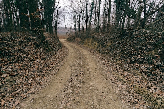 Vue de la route de terre dans la forêt