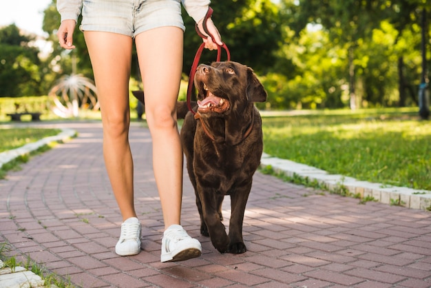 Vue section faible, de, une, femme, à, son, chien, marcher allée, dans, parc