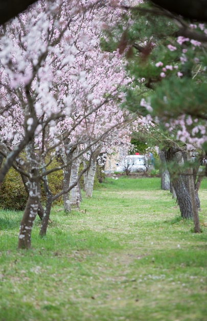 Vue d&#39;un sentier bordé de fleurs de cerisier dans un magnifique jardin paysager