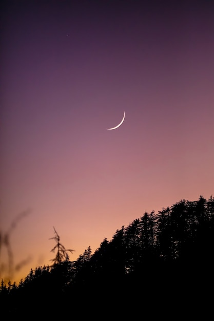 Vue de la silhouette de la forêt sur fond de ciel nocturne