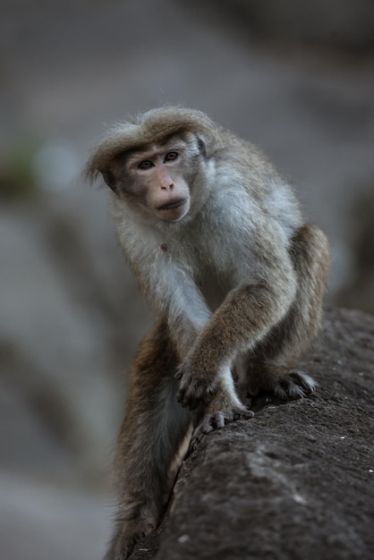 Une vue de singe macaque mignon assis sur la pierre et regardant dans la caméra dans son habitat naturel