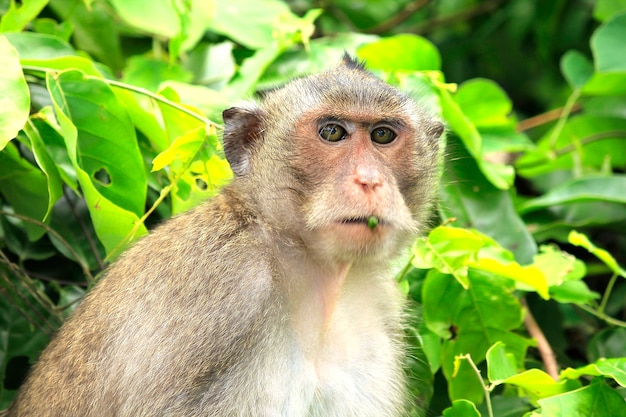 La vue d&#39;un singe à la recherche