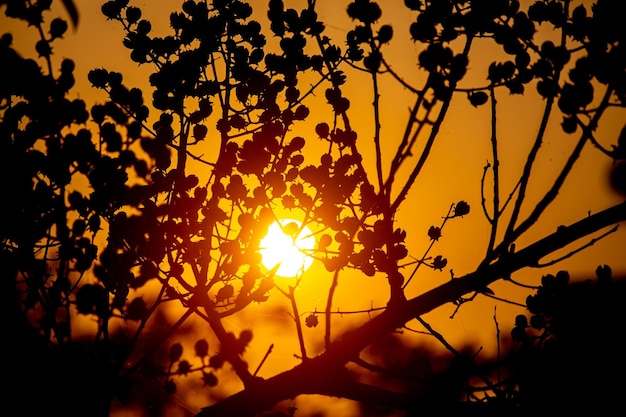 Une vue sur le soleil doré de l'après-midi à travers les blancs des feuilles et des fruits des arbres sauvages