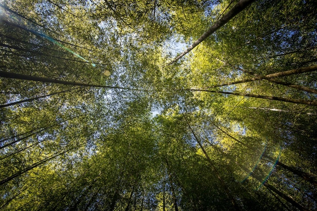 Vue sous un angle bas des bambous