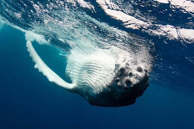 Photo vue sous-marine d'une baleine à bosse nageant en mer