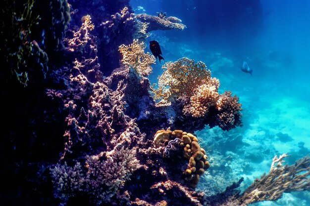 Vue sous-marine de la barrière de corail, Eaux tropicales, Vie marine